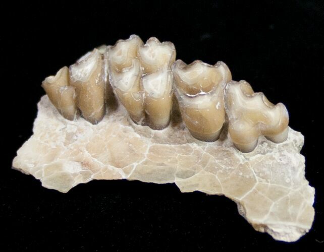 Oligocene Ruminant (Leptomeryx) Jaw Section #10564